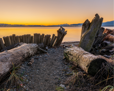 Goose Spit Logs