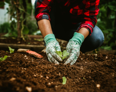Person planting a seedling in soil while wearing garden gloves.