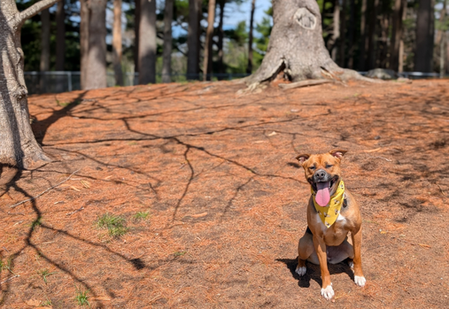 A rescue dog named honey wearing a yellow bumblebee bandana sitting in the Greenwood Off Leash Dog Park against a background of wooded area.