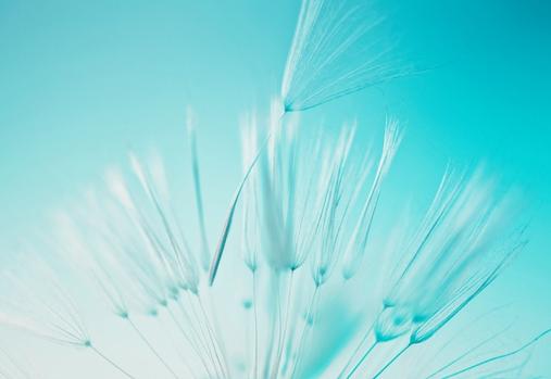 Up close picture of a dandelion