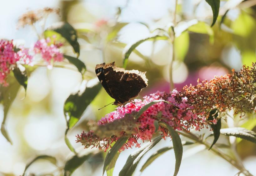 Butterfly on lilac bush