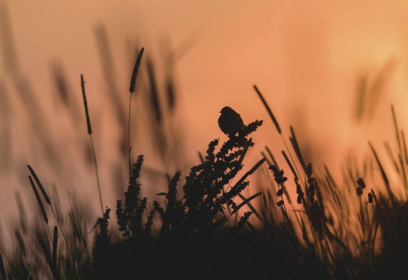 Sparrow in a field at sunset