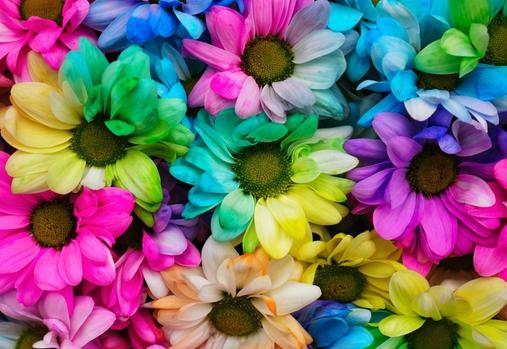 Multi-coloured daisies