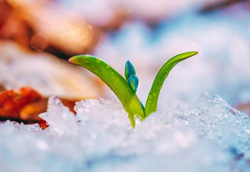 Flower blooming through snow