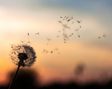 Dandelion blowing seeds in the wind at twilight