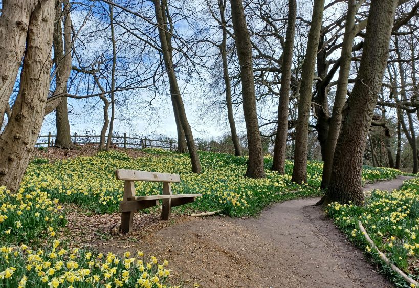 Walking trail through a park