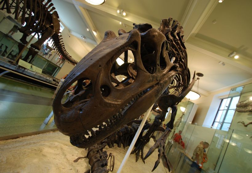 Picture of a dinosaur skeleton