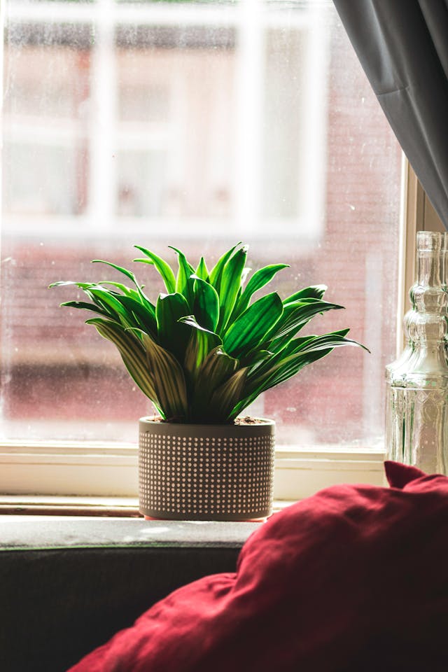 Potted Plant on the Window