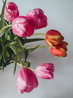 tulips in vase