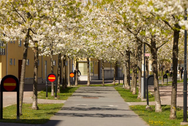 Springtime Cherry Blossoms in Jönköping, Sweden