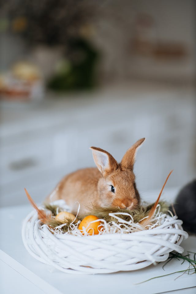 Adorable Bunny in Easter Basket with Egg