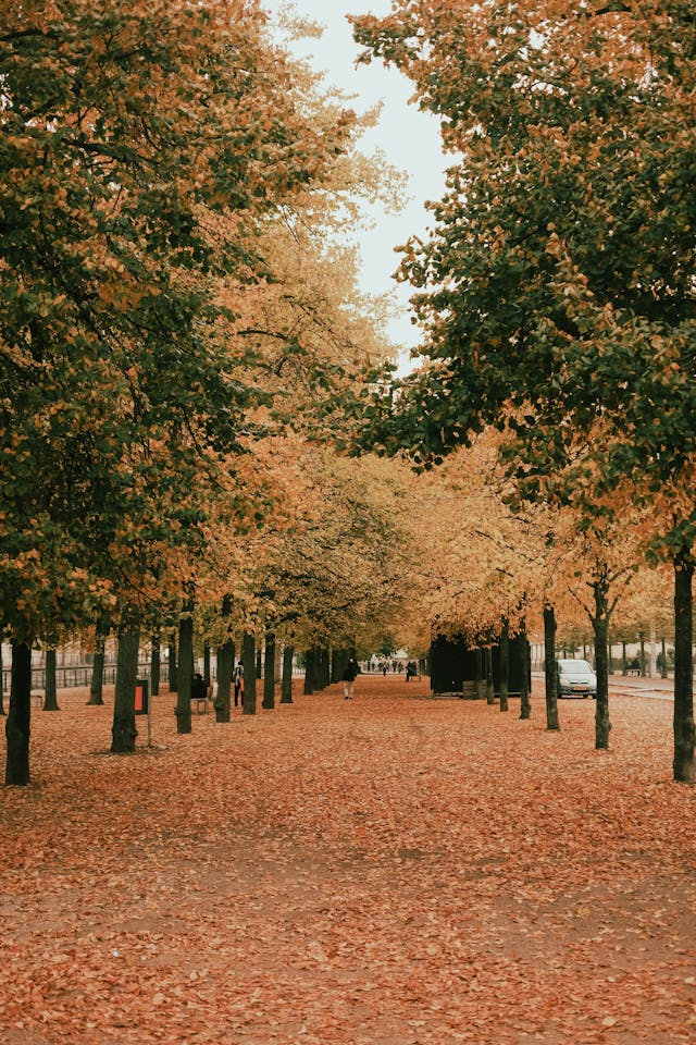 Autumn Pathway in Berlin's Urban Park