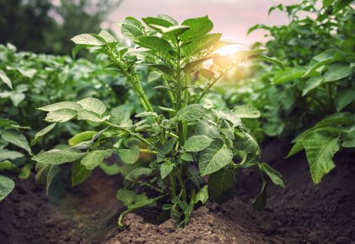 a potato plant starting to grow in a bucket