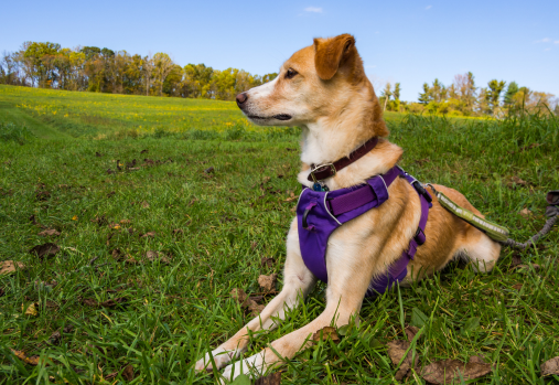 a medium sized yellow and white dog sitting in the grass looking off to the side