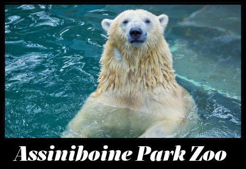 A polar bear in water at a zoo