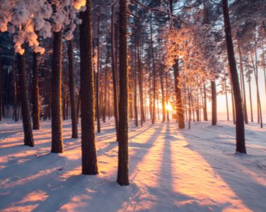 winter forest with sun peeking through