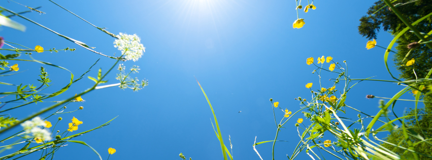 picture with aspect of looking from the ground up to the sun surrounded by flowers