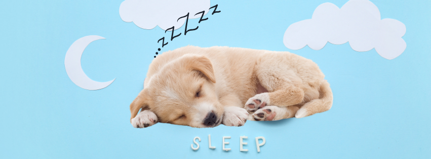 pic of puppy sleeping