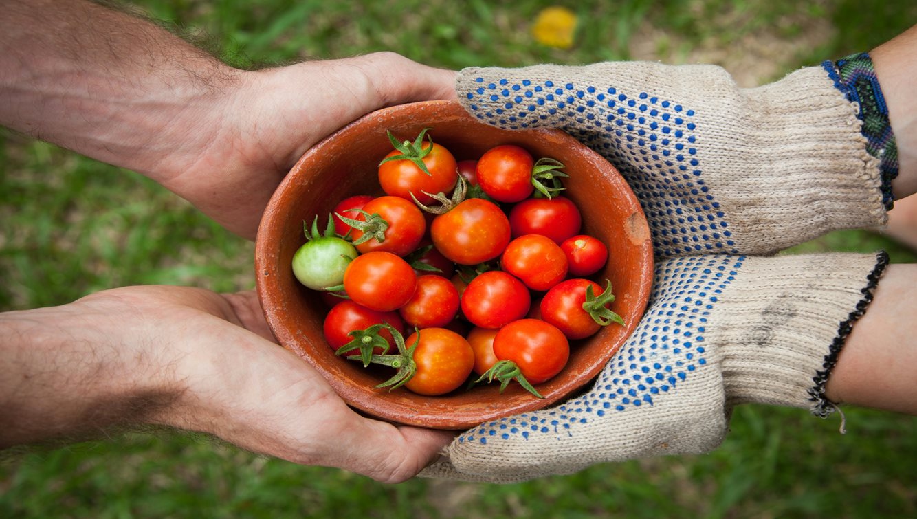 Two hands holding a bowl of cherry tomatoes