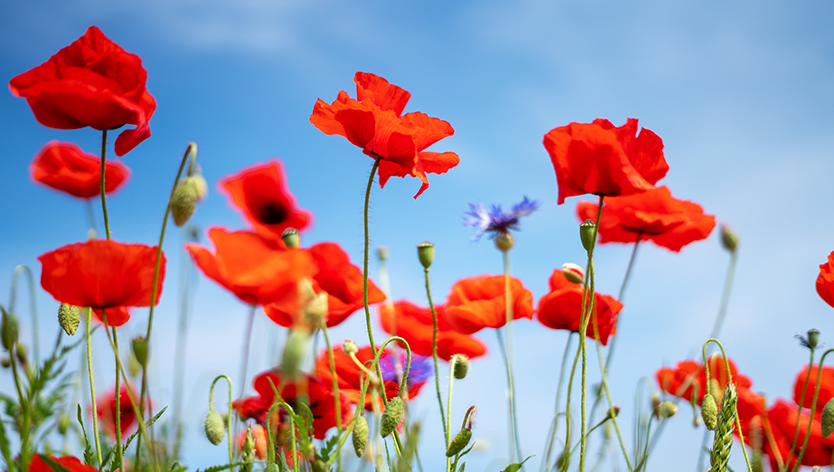field of poppies