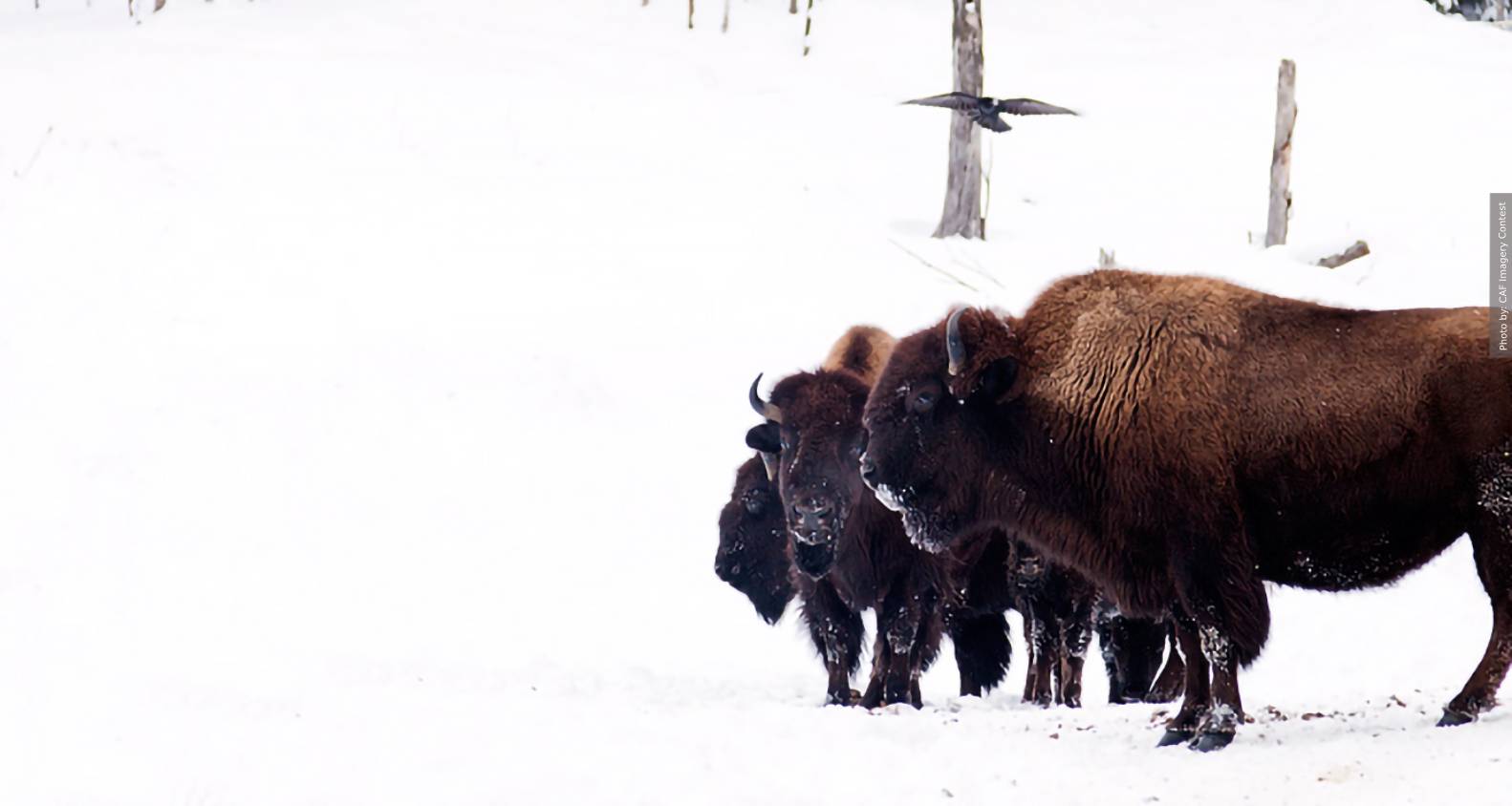 Bison in the snow