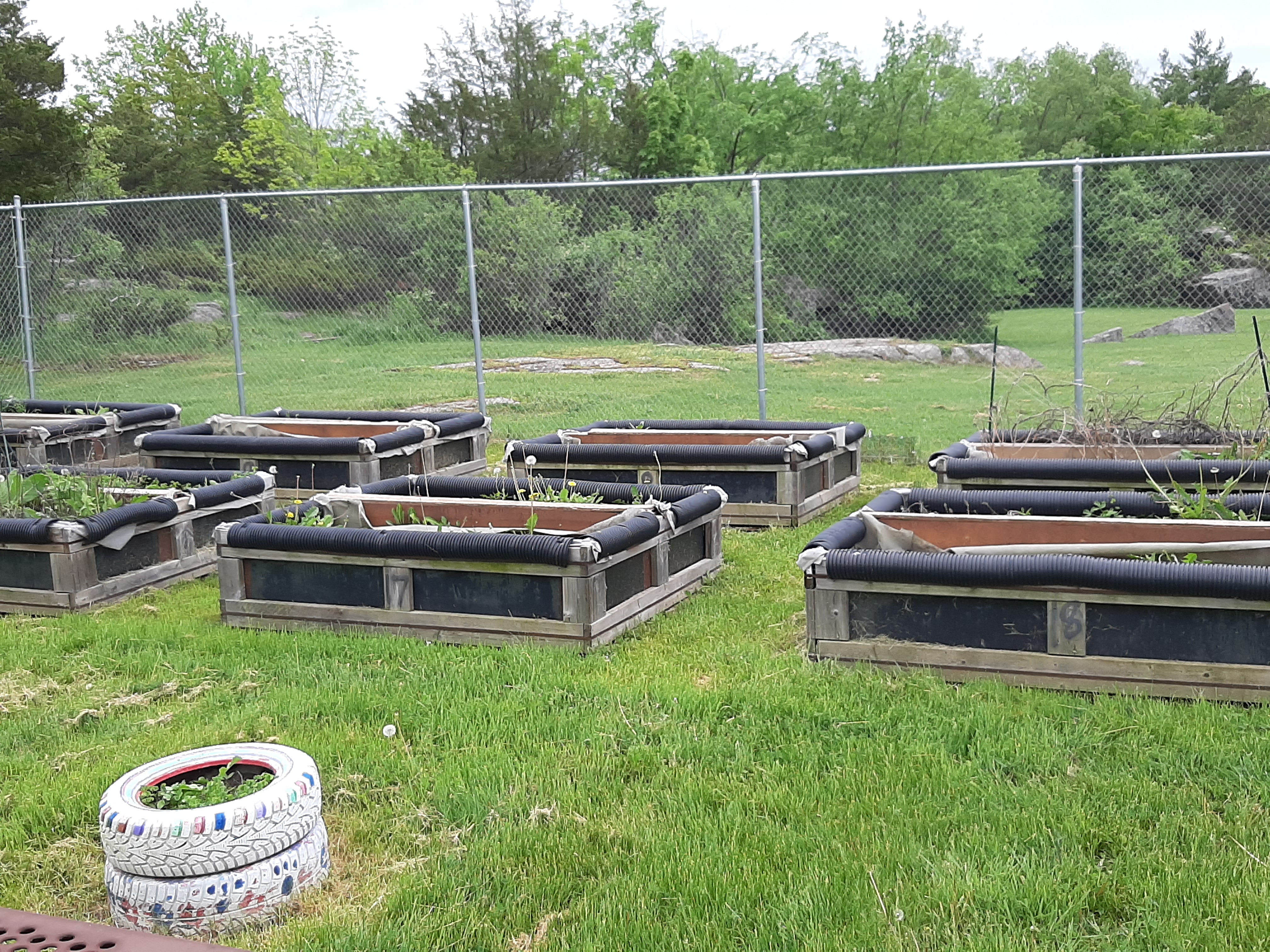 Several raised wooden garden beds with early spring growth sit on a grassy lawn, enclosed by a chain-link fence, with lush green trees and shrubs in the background.