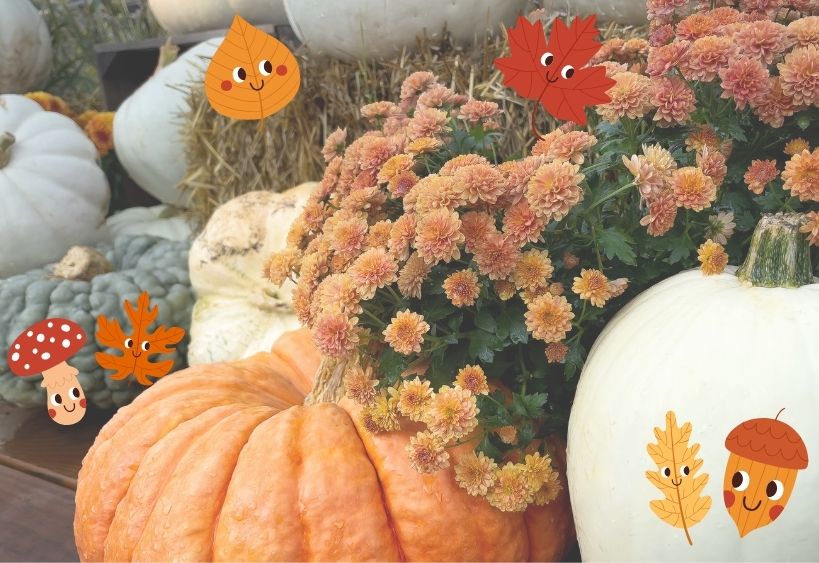 Fall pumpkins and mums with cartoon leaf graphics