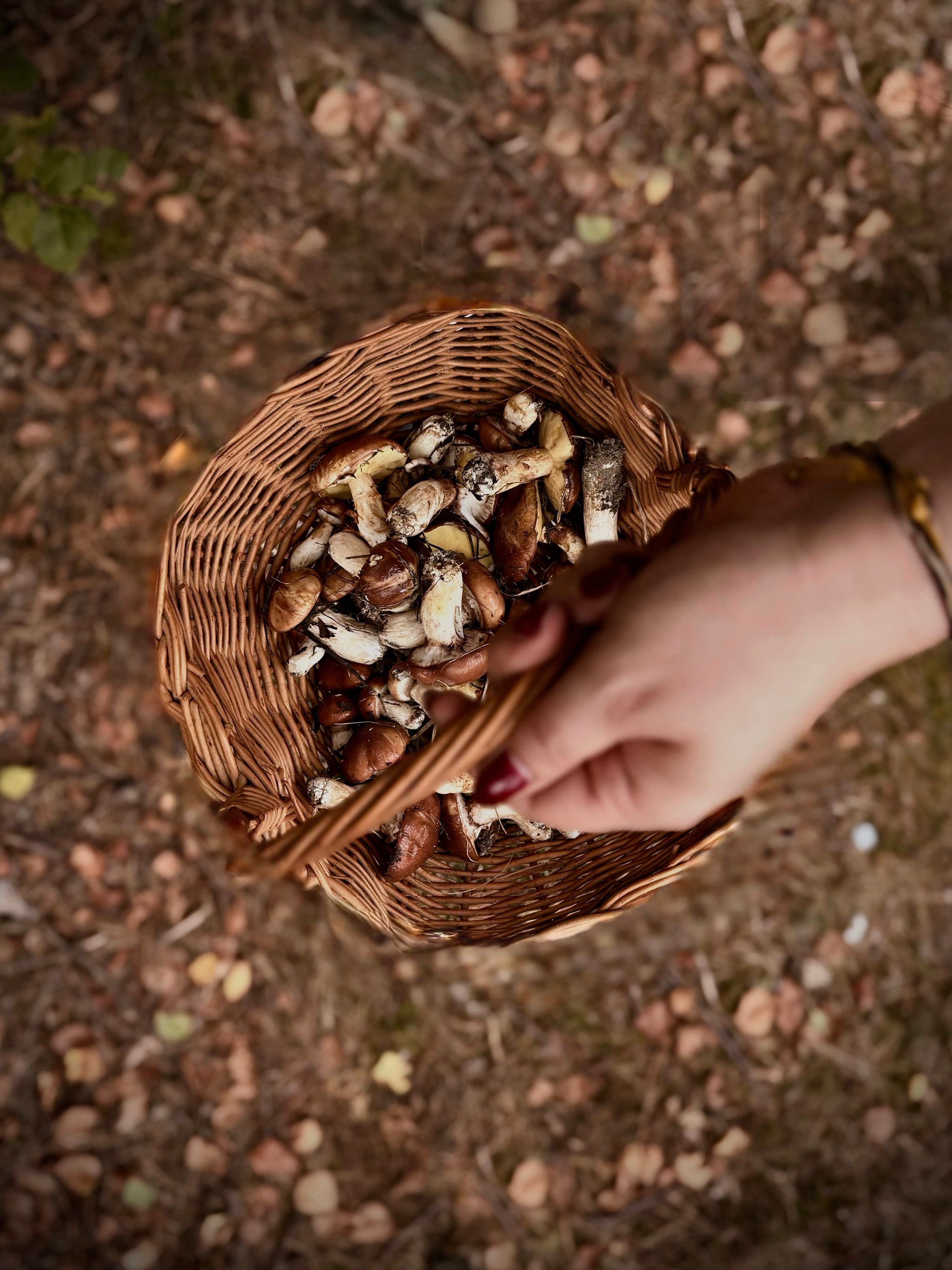 Mushroom Foraging