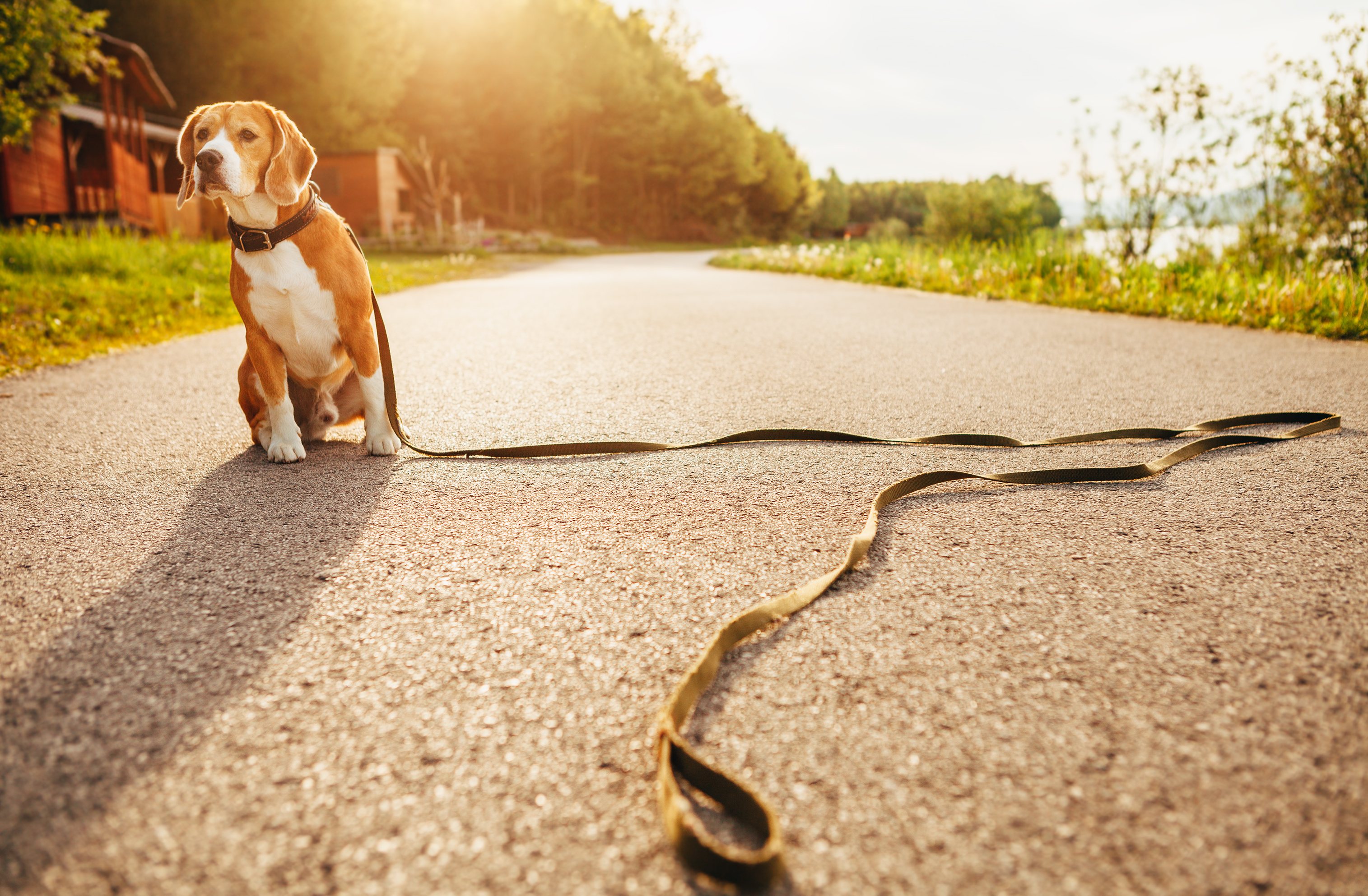 A Beagle sitting on a sidewalk with a leash on the ground