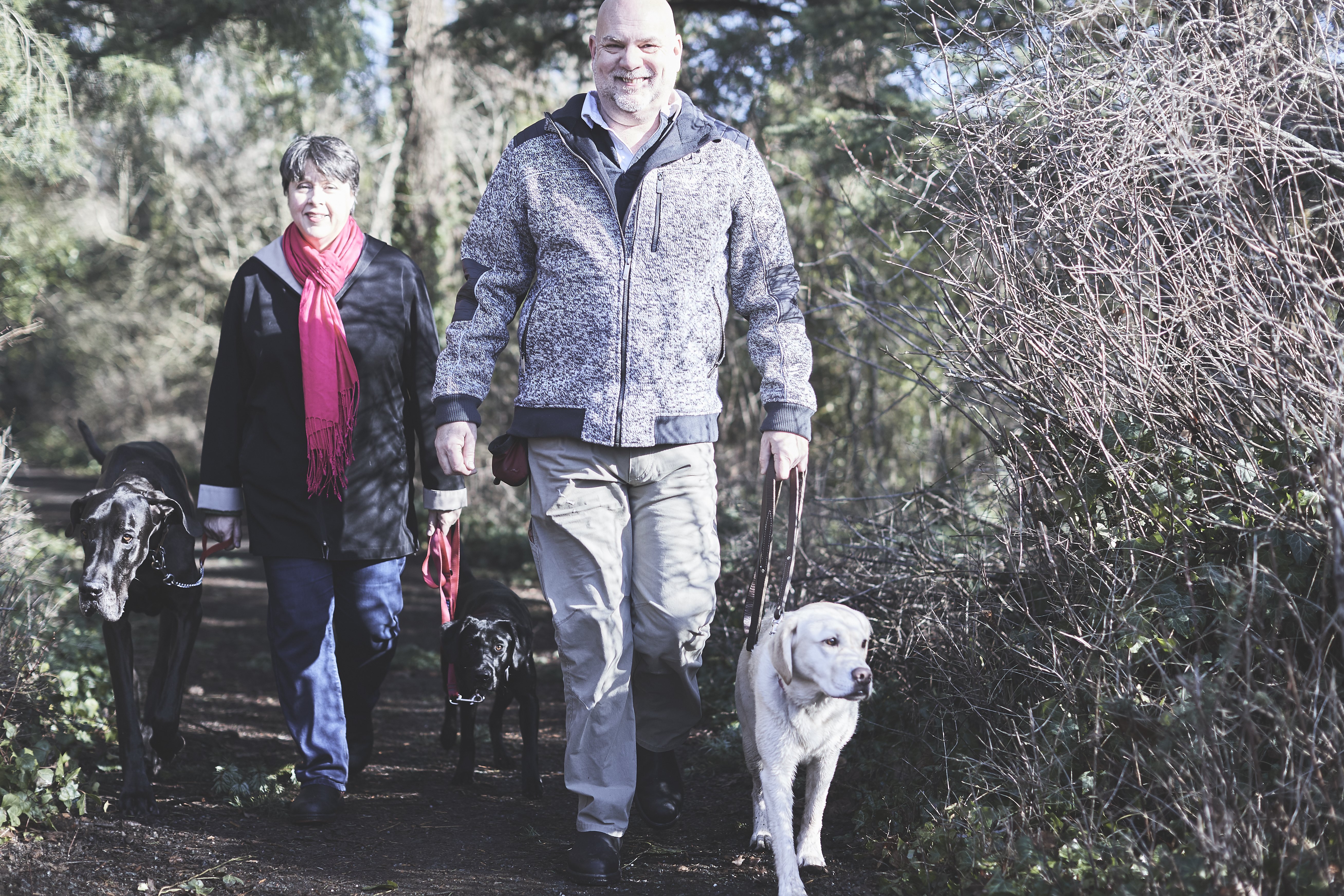Two adults walk along a wooded trail with three dogs on leashes. A man in a grey jacket walks in front beside a yellow Labrador, while a woman wearing a bright pink scarf follows behind with two black