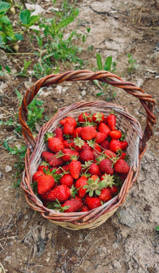 A basket of fresh strawberries sitting on the ground