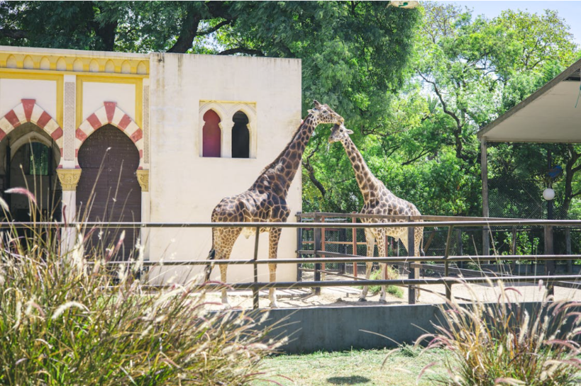 Two giraffes standing in a zoo enclosure